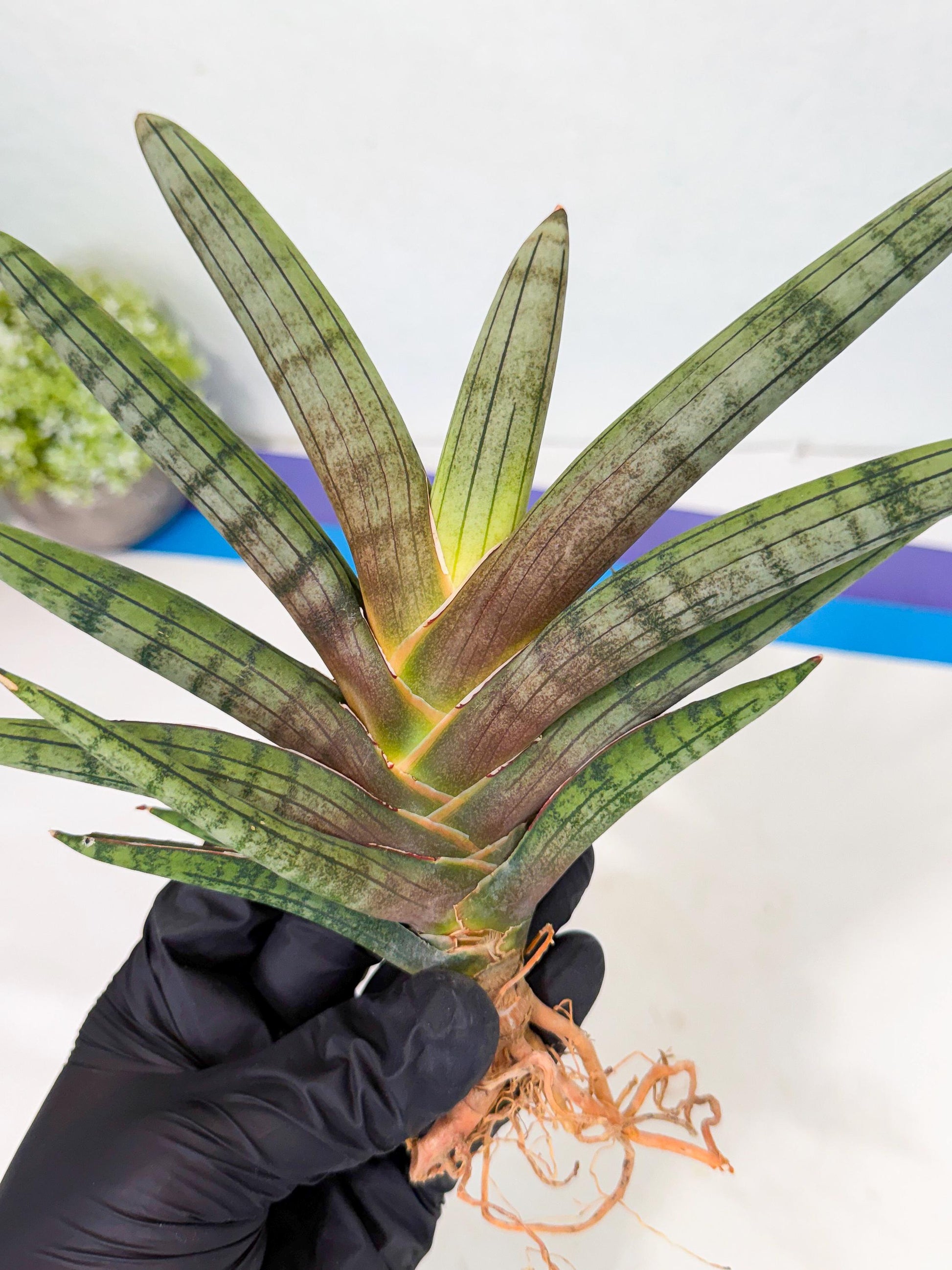 Sansevieria Galsaeg Nalgae (yg) (12) | Rare Hybrids