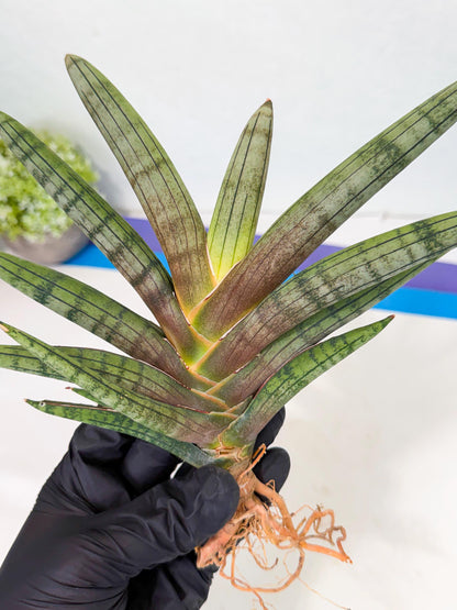 Sansevieria Galsaeg Nalgae (yg) (12) | Rare Hybrids