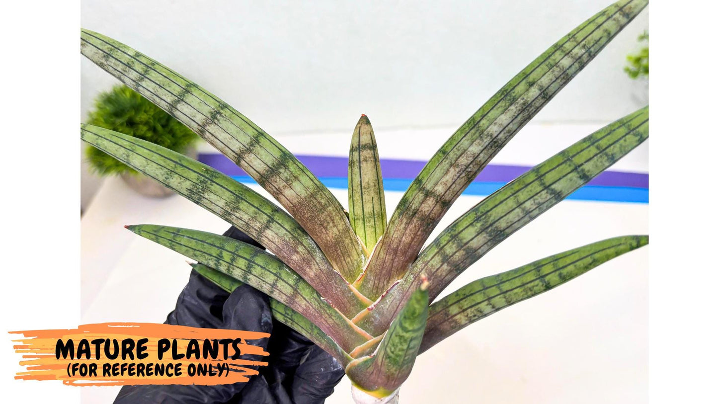 Sansevieria Galsaeg Nalgae (yg) (12) | Rare Hybrids