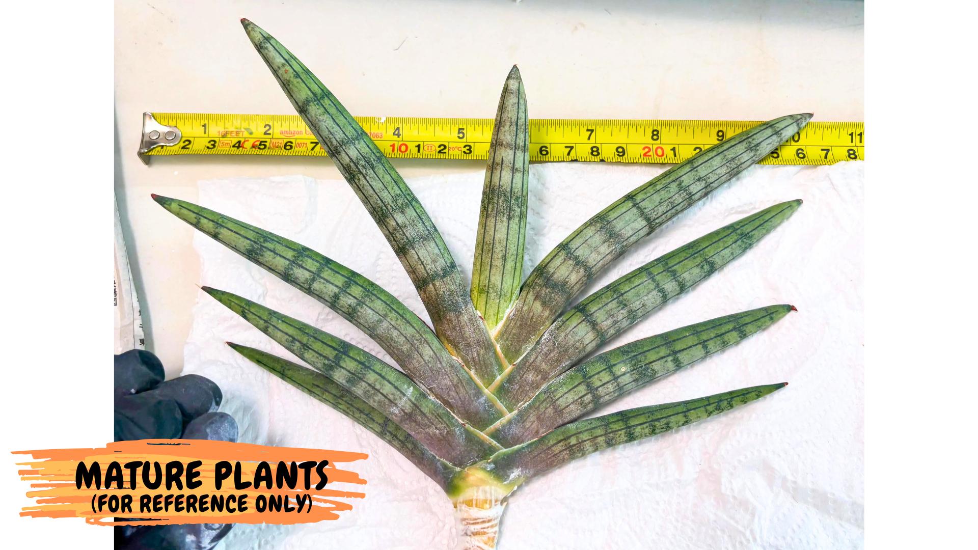 Sansevieria Galsaeg Nalgae (yg) (12) | Rare Hybrids
