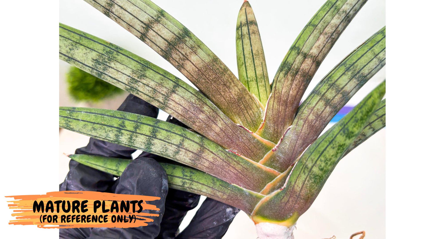 Sansevieria Galsaeg Nalgae (yg) (12) | Rare Hybrids
