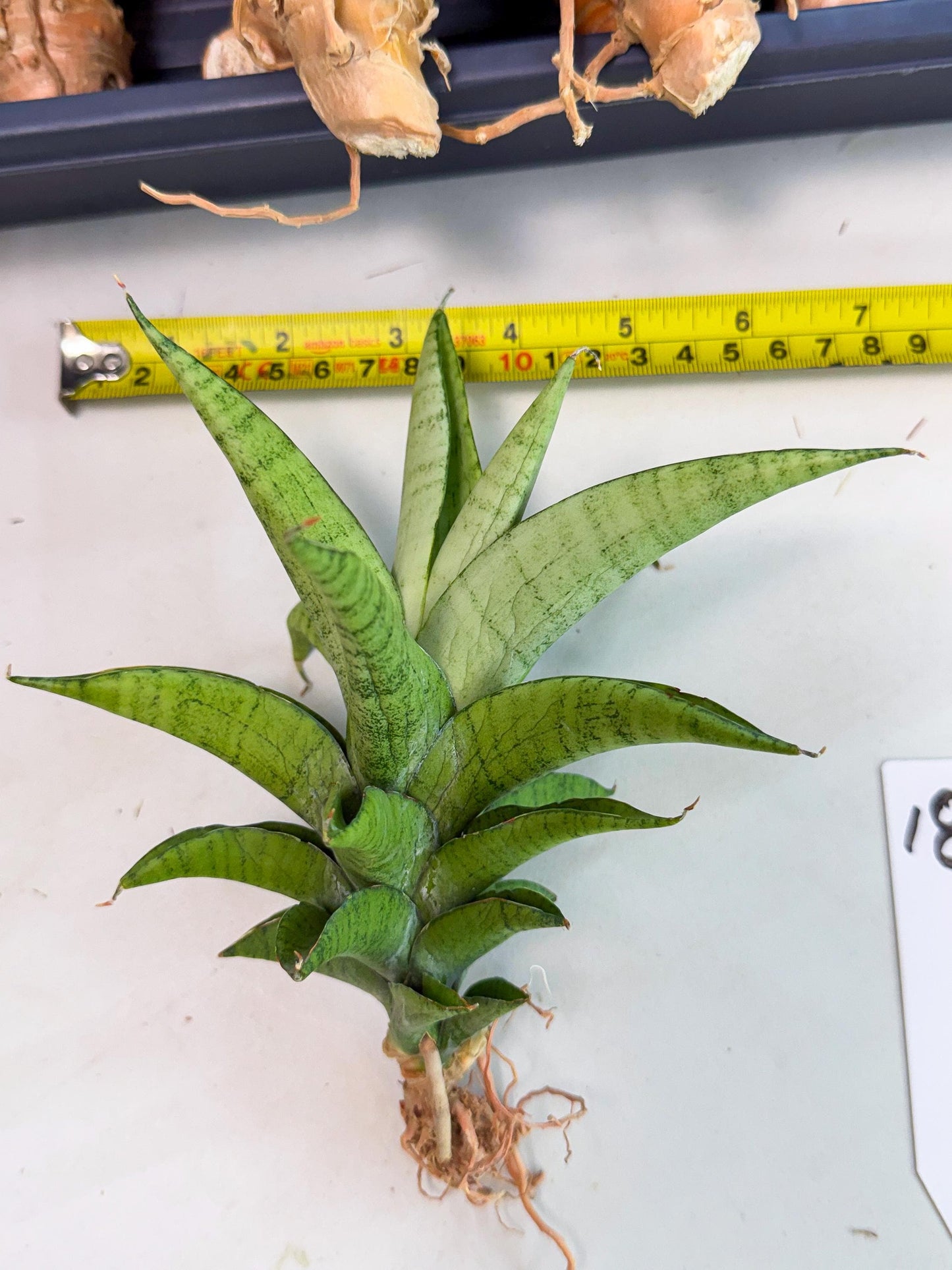 Sansevieria Soursop (yg) (18) | Rare Import