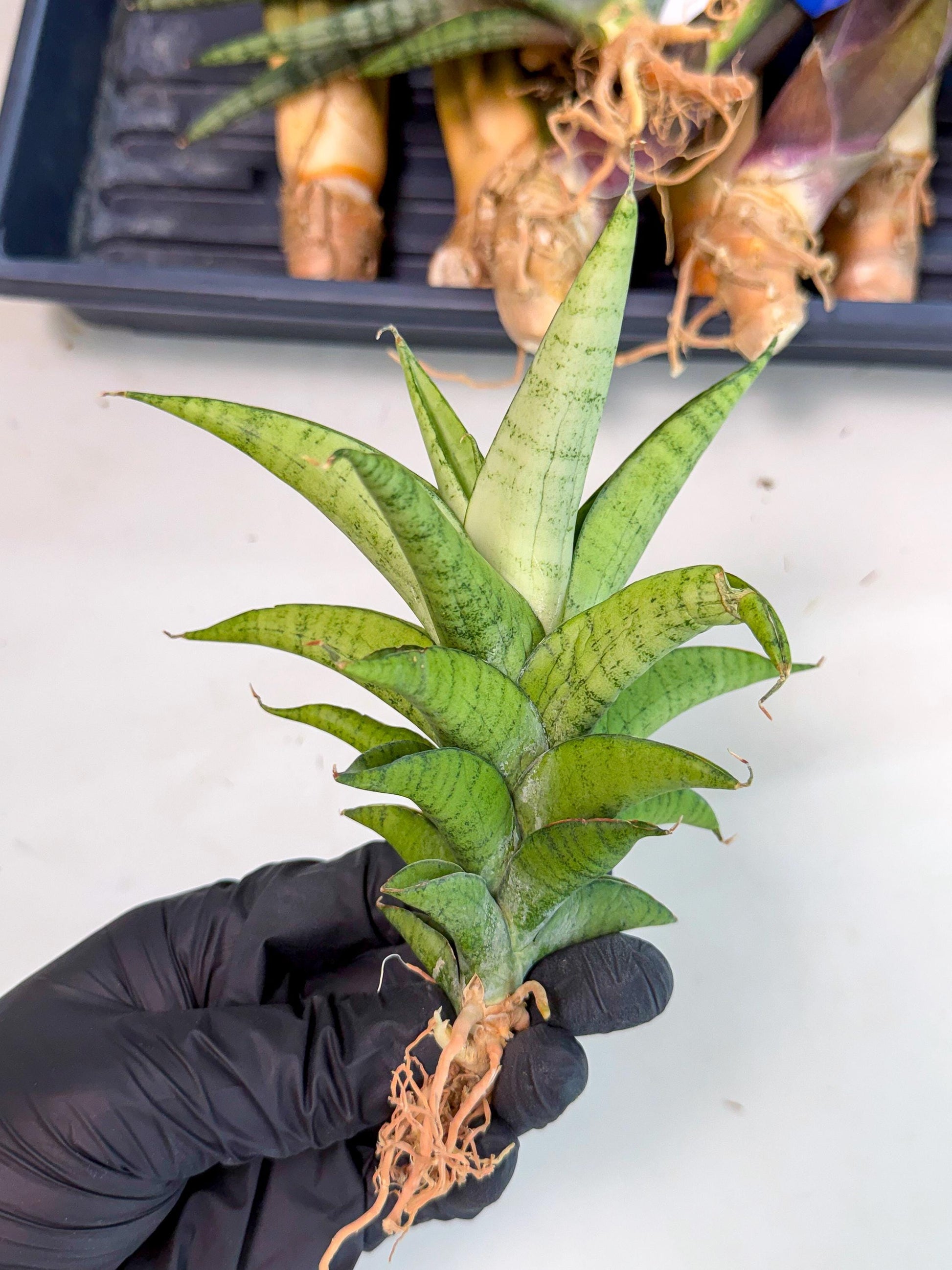 Sansevieria Soursop (yg) (18) | Rare Import