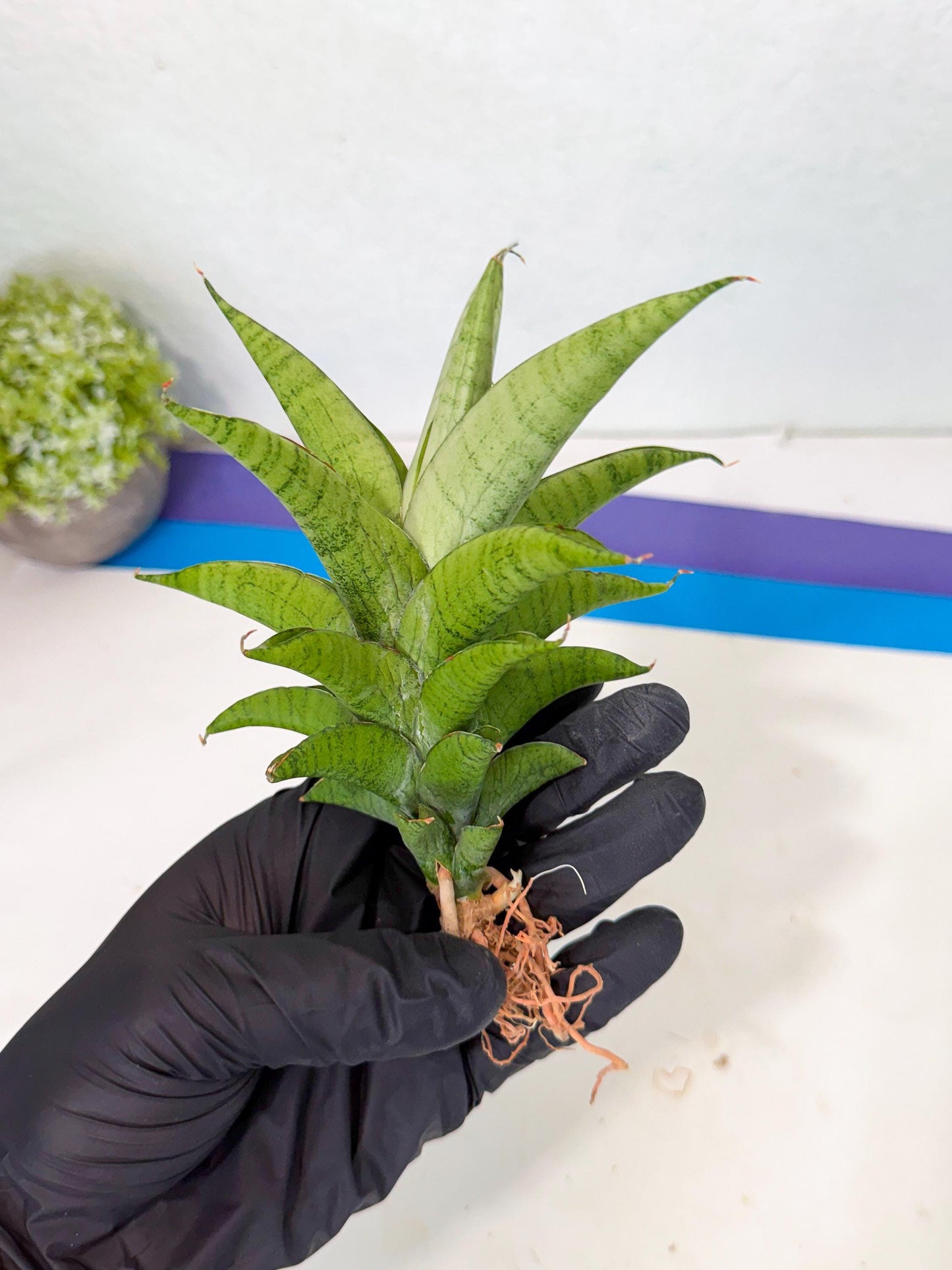 Sansevieria Soursop (yg) (18) | Rare Import
