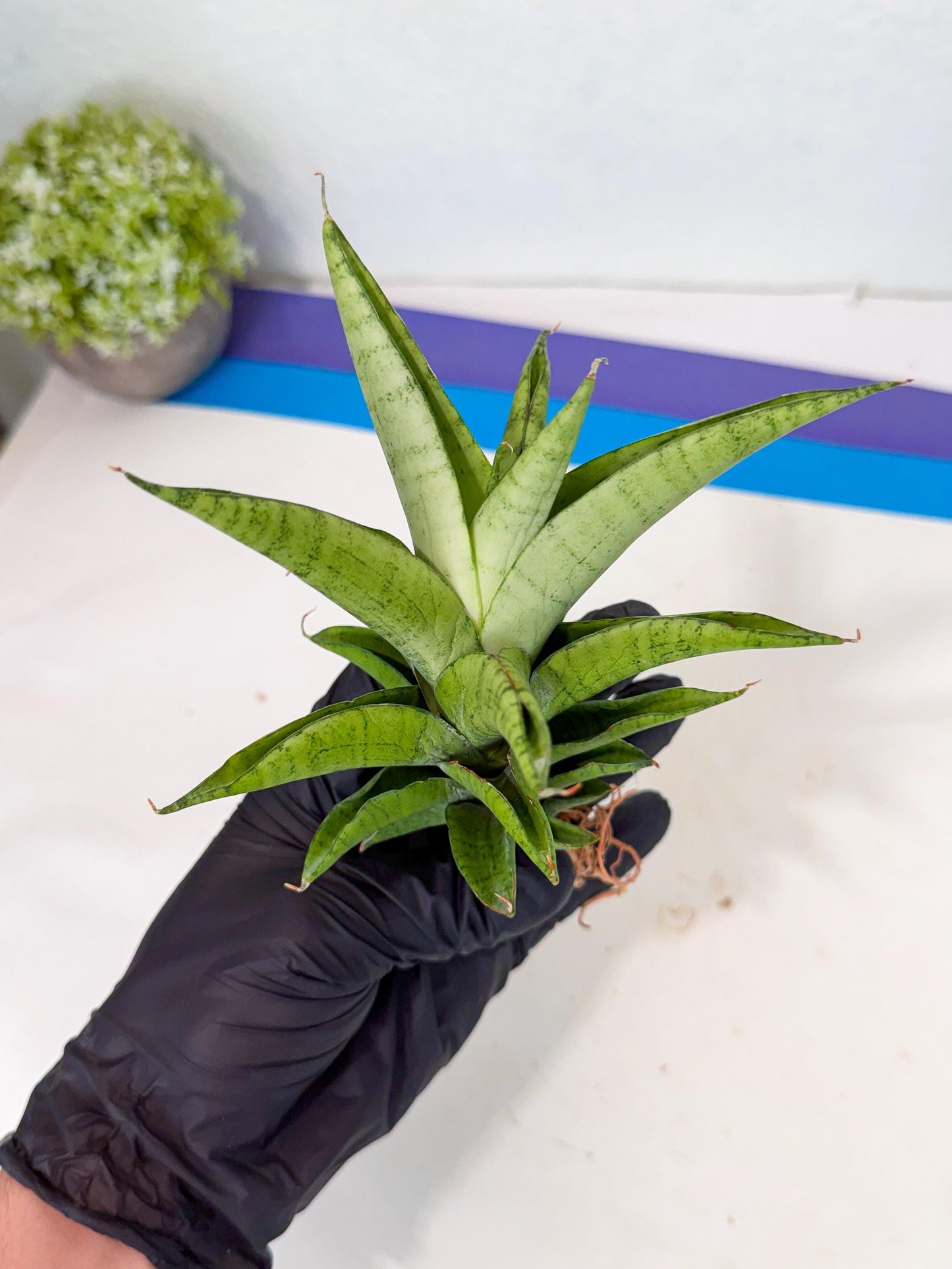 Sansevieria Soursop (yg) (18) | Rare Import