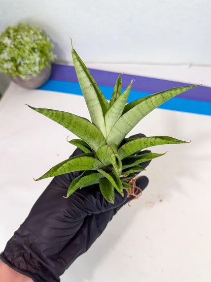 Sansevieria Soursop (yg) (18) | Rare Import