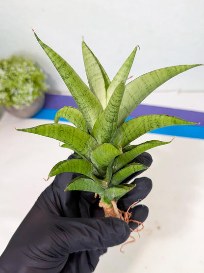 Sansevieria Soursop (yg) (18) | Rare Import