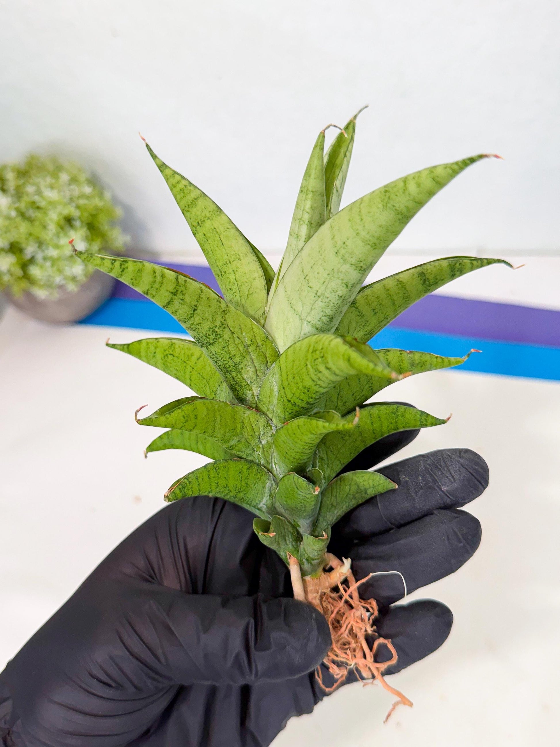 Sansevieria Soursop (yg) (18) | Rare Import