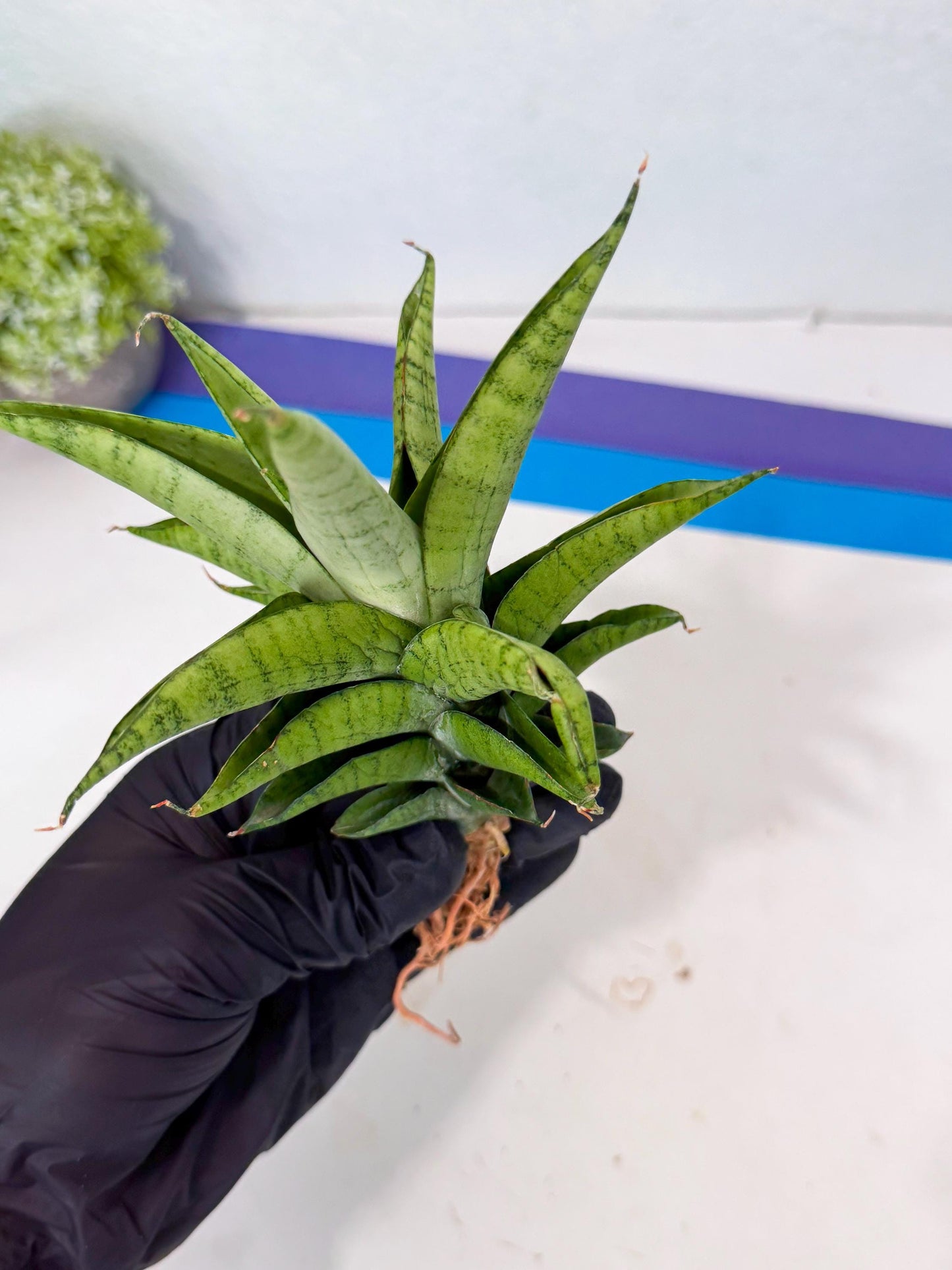Sansevieria Soursop (yg) (18) | Rare Import