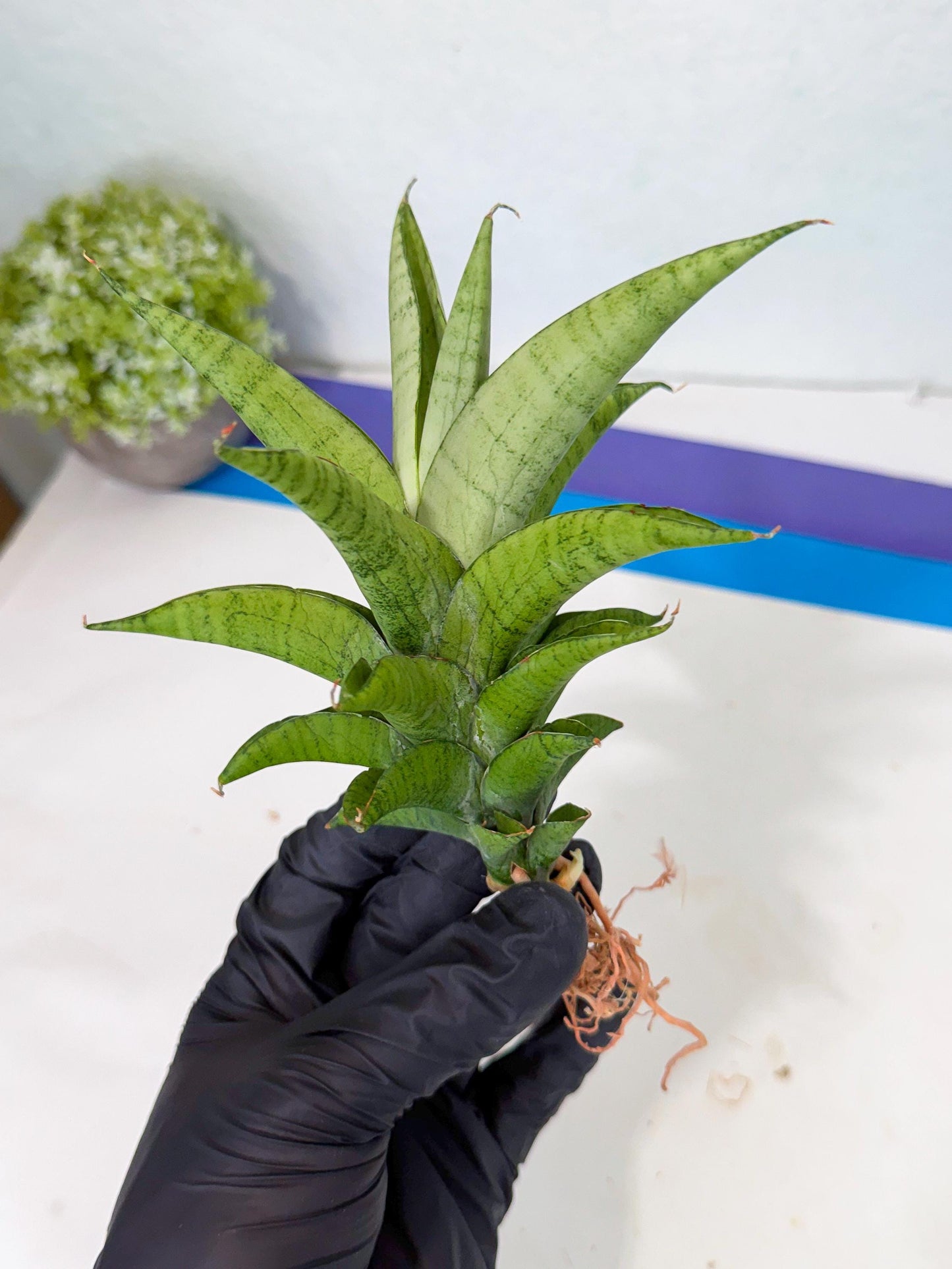 Sansevieria Soursop (yg) (18) | Rare Import