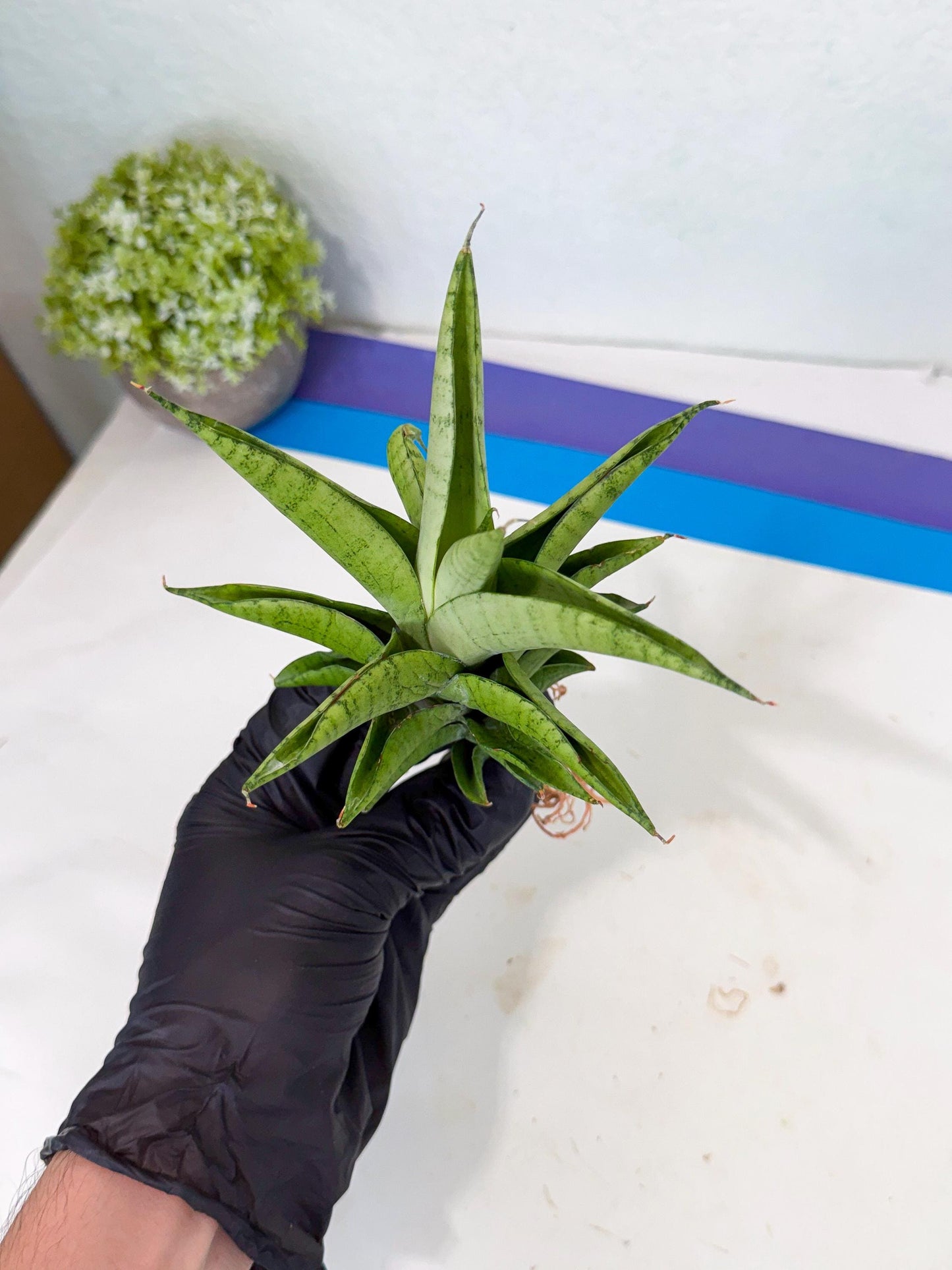 Sansevieria Soursop (yg) (18) | Rare Import