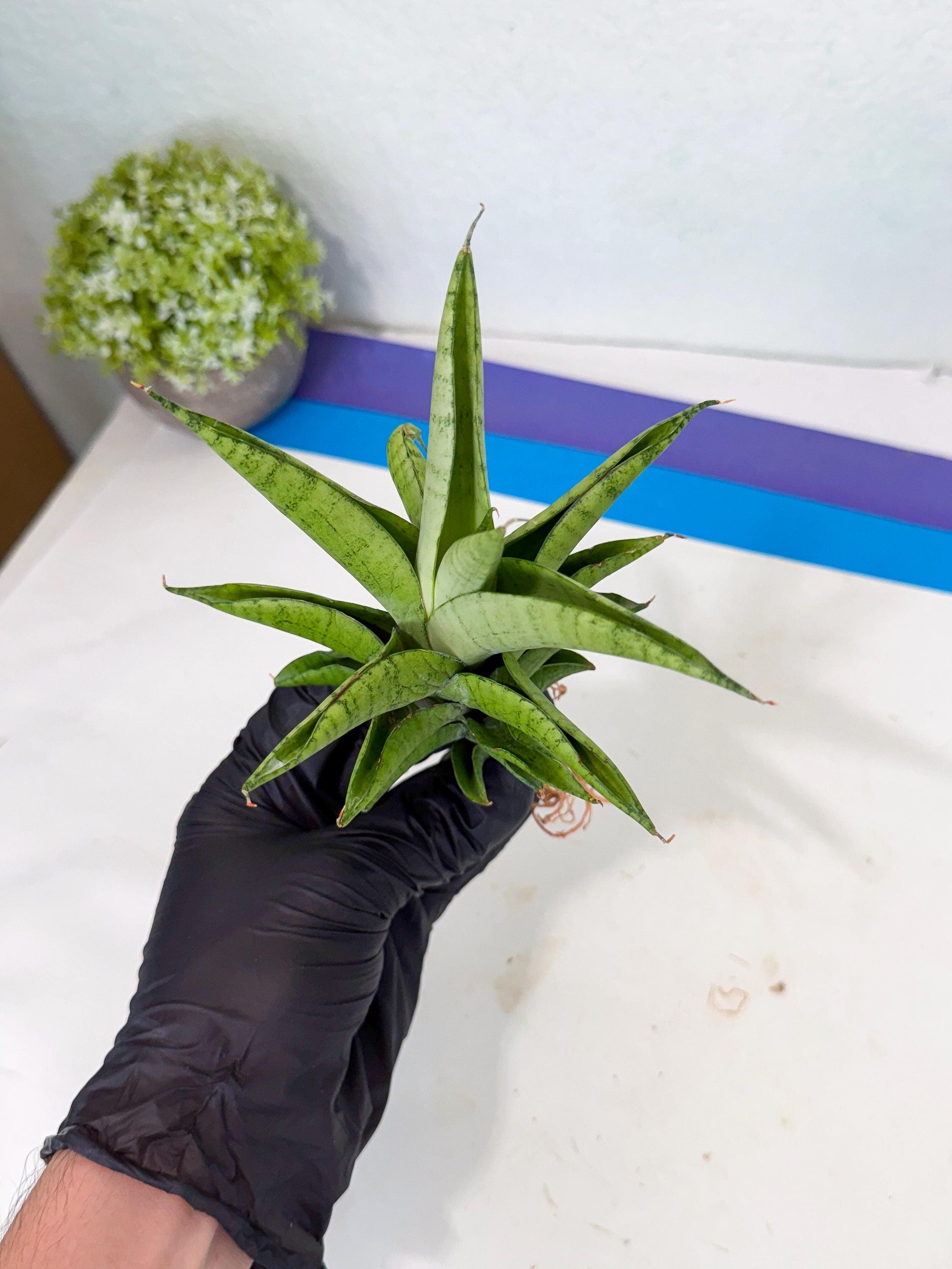 Sansevieria Soursop (yg) (18) | Rare Import