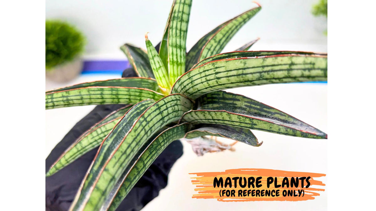 Sansevieria Heise Yusan (yg) (y) | Rare Import