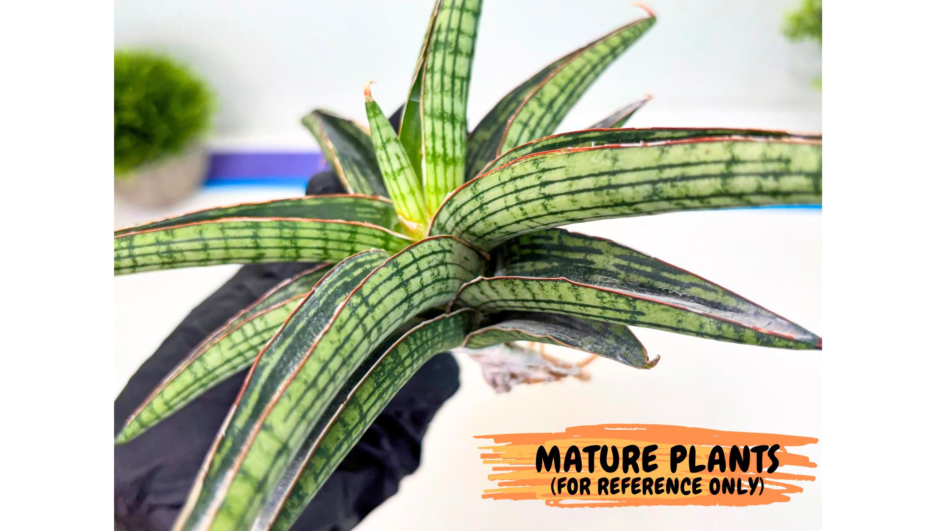 Sansevieria Heise Yusan (yg) (p) | Rare Import