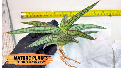 Sansevieria Heise Yusan (yg) (y) | Rare Import