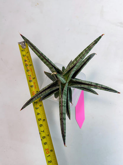 Sansevieria Heise Yusan (yg) (p) | Rare Import
