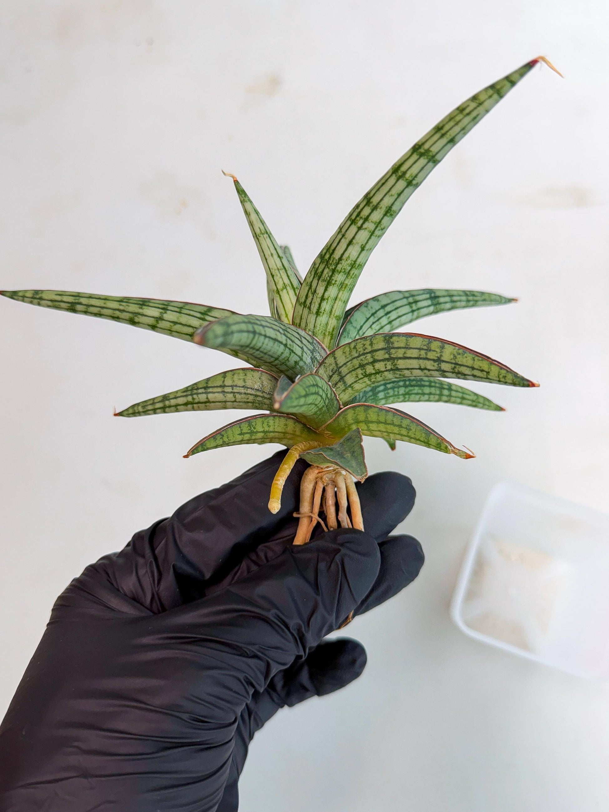 Sansevieria Heise Yusan (yg) (p) | Rare Import