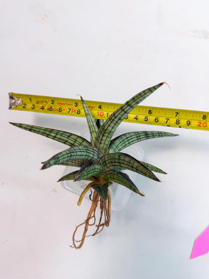 Sansevieria Heise Yusan (yg) (p) | Rare Import