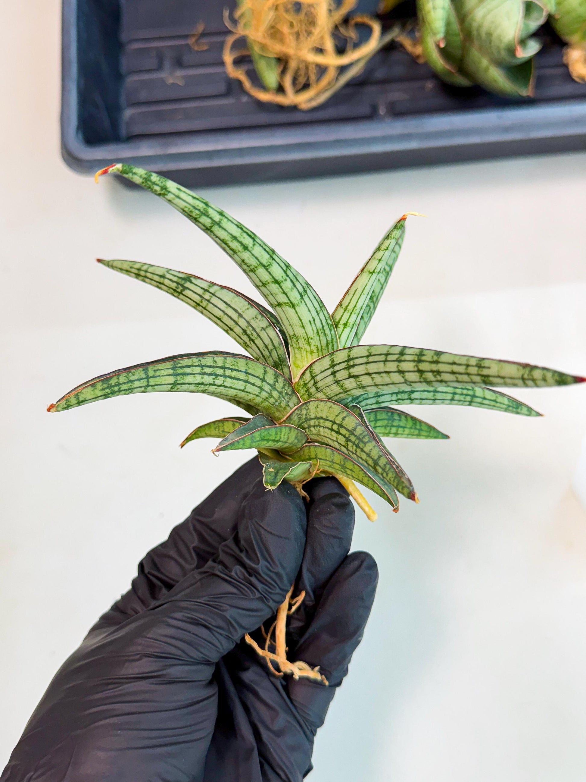 Sansevieria Heise Yusan (yg) (p) | Rare Import