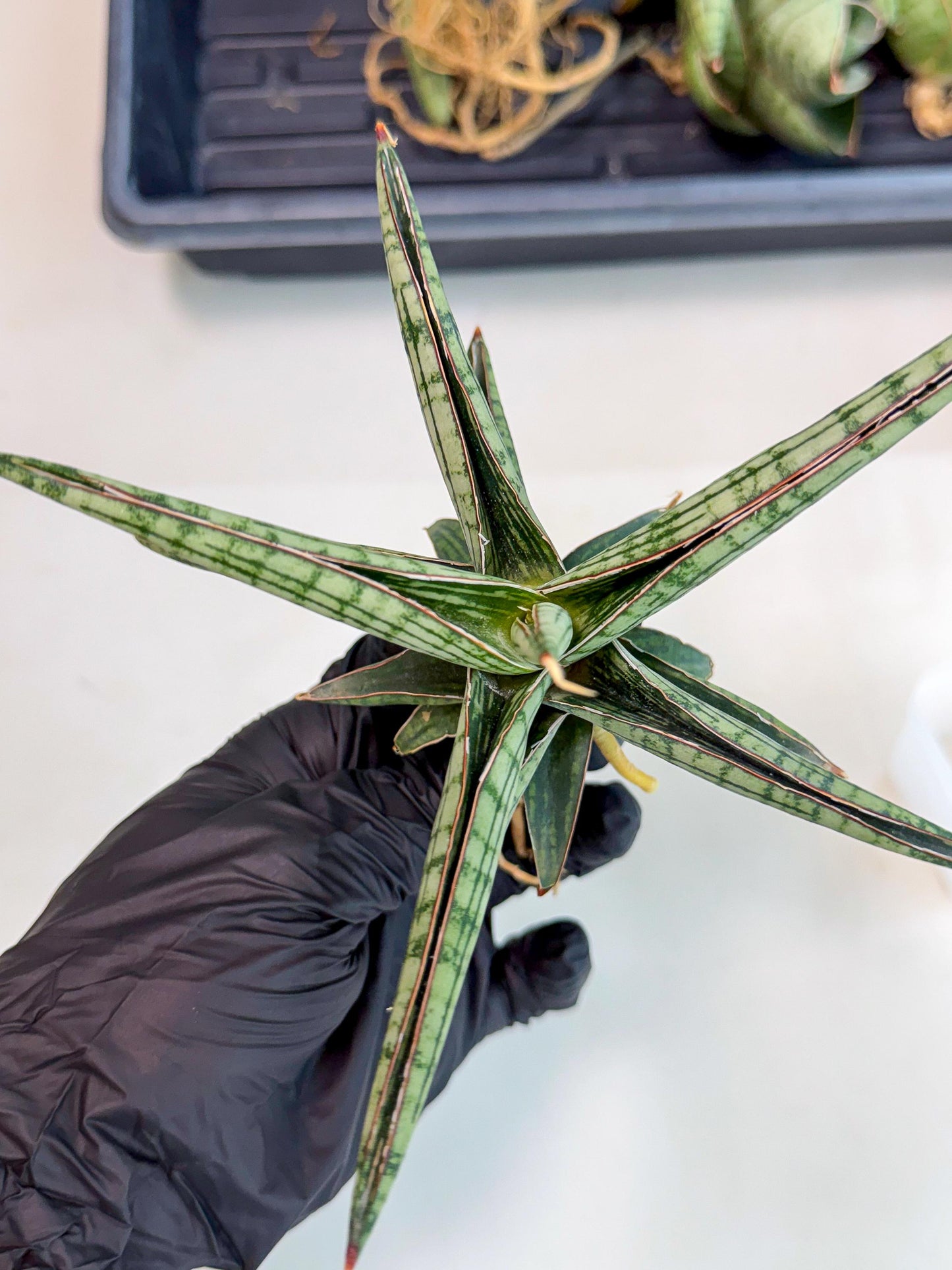 Sansevieria Heise Yusan (yg) (p) | Rare Import