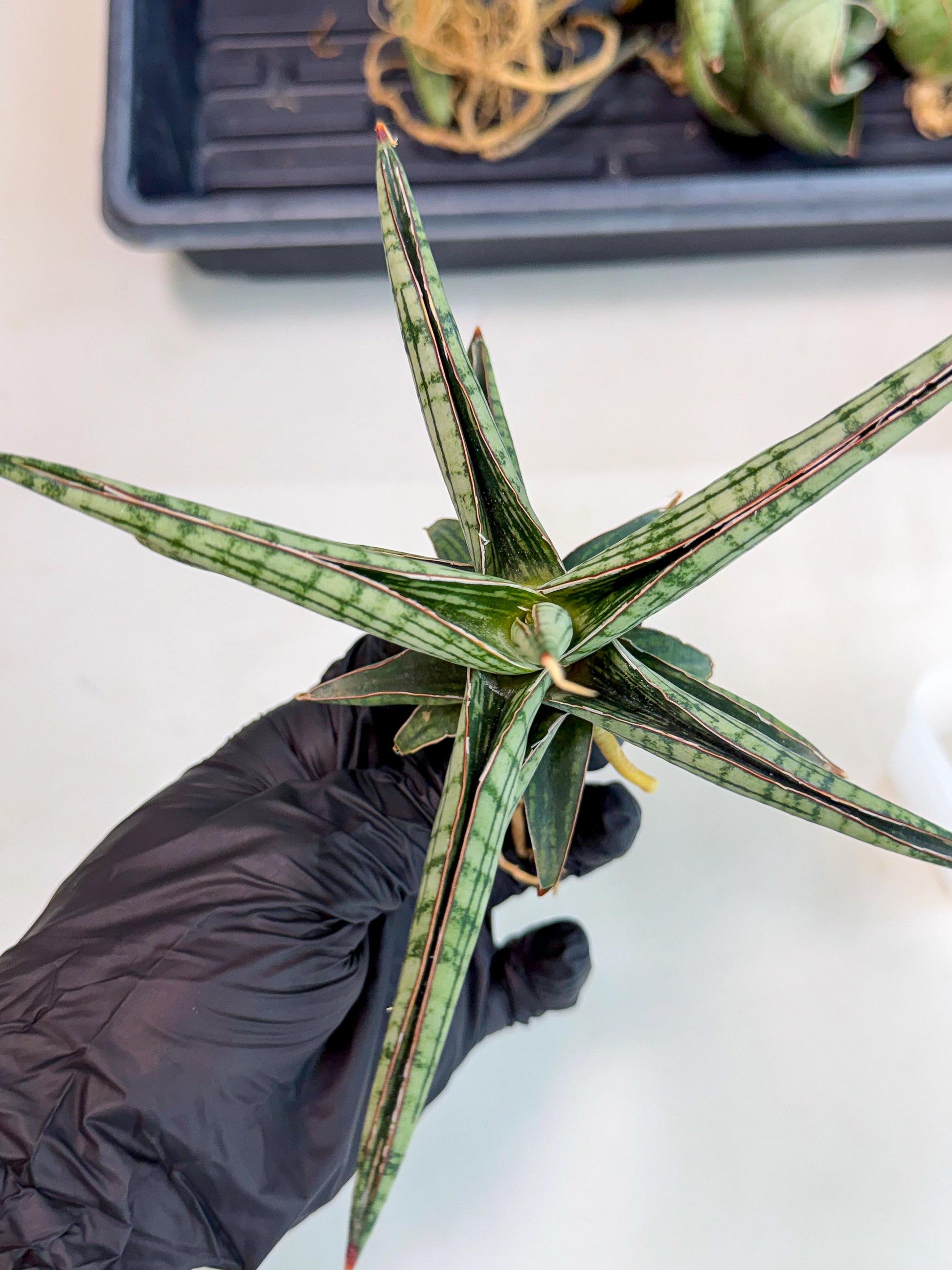 Sansevieria Heise Yusan (yg) (p) | Rare Import