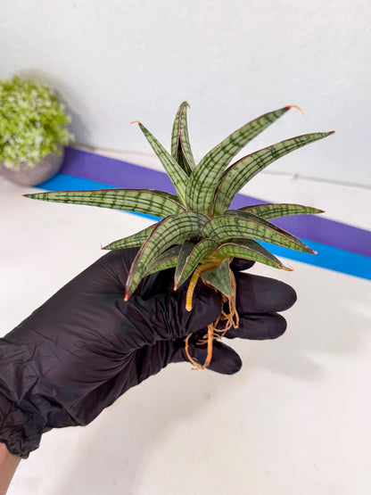 Sansevieria Heise Yusan (yg) (p) | Rare Import