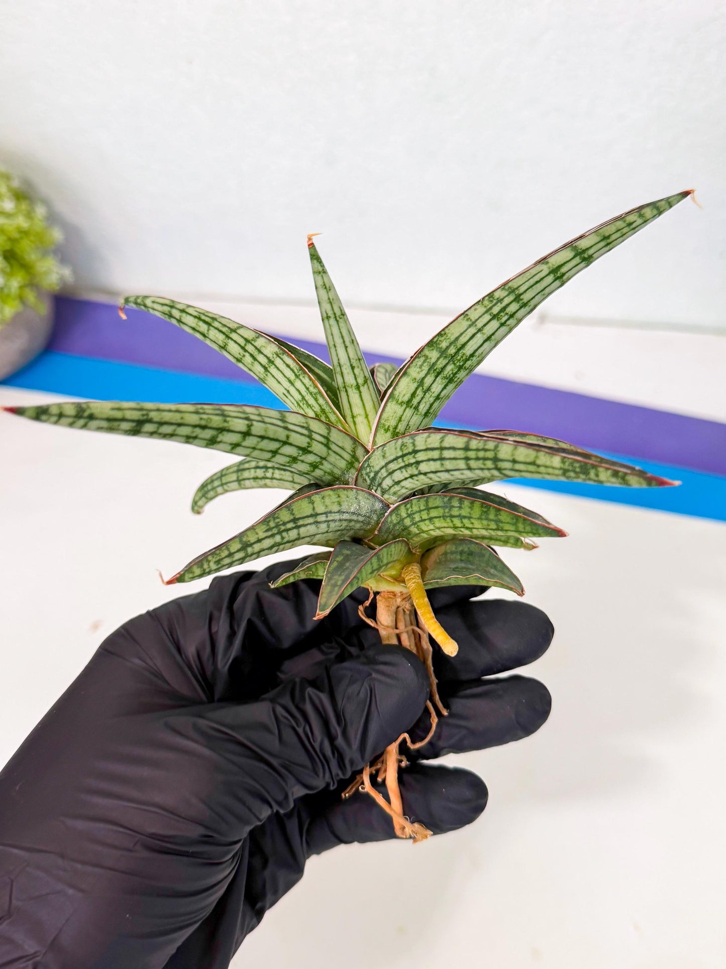 Sansevieria Heise Yusan (yg) (p) | Rare Import