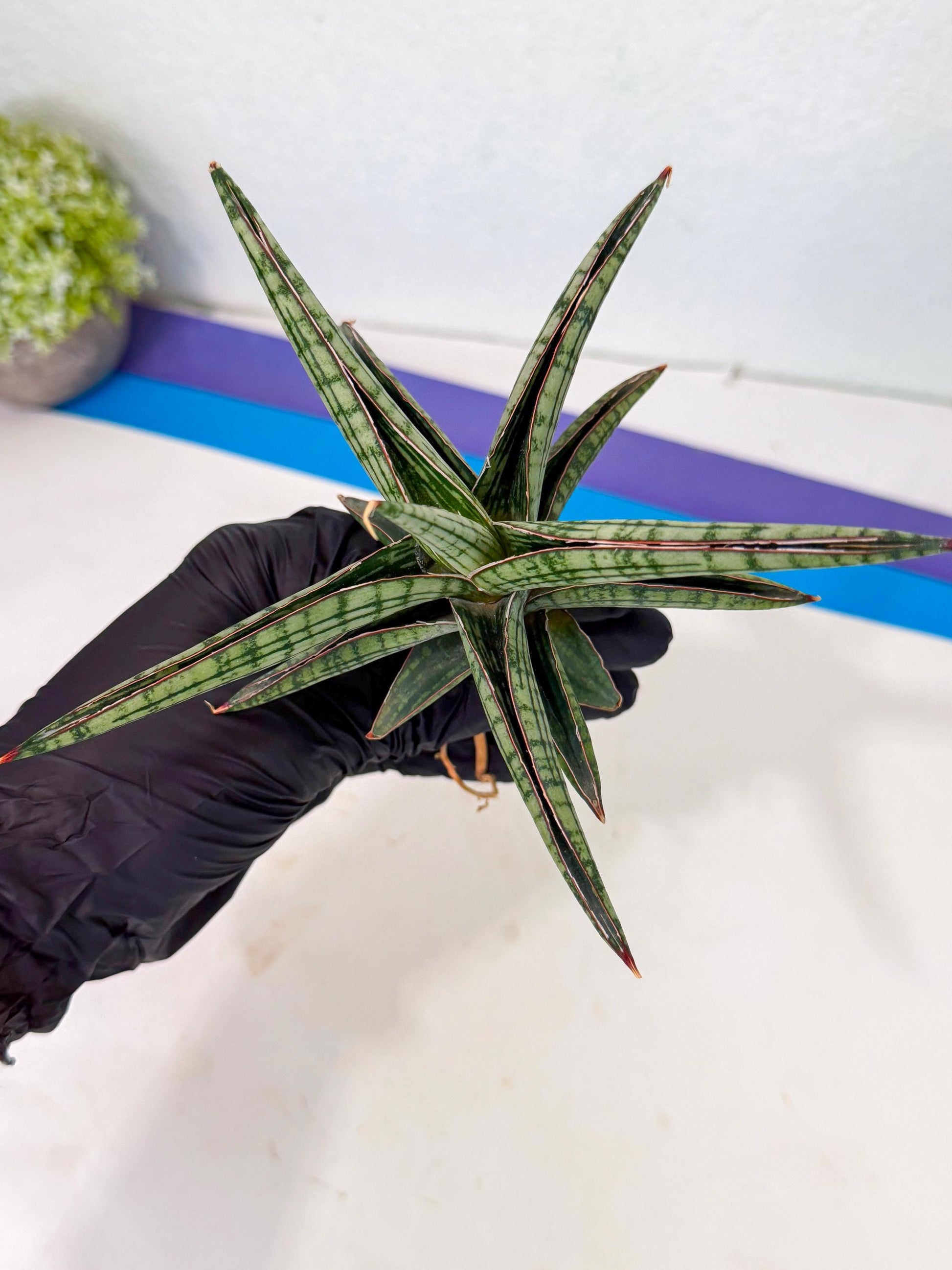 Sansevieria Heise Yusan (yg) (p) | Rare Import