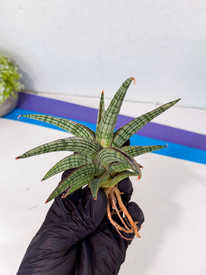 Sansevieria Heise Yusan (yg) (p) | Rare Import
