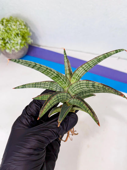 Sansevieria Heise Yusan (yg) (p) | Rare Import