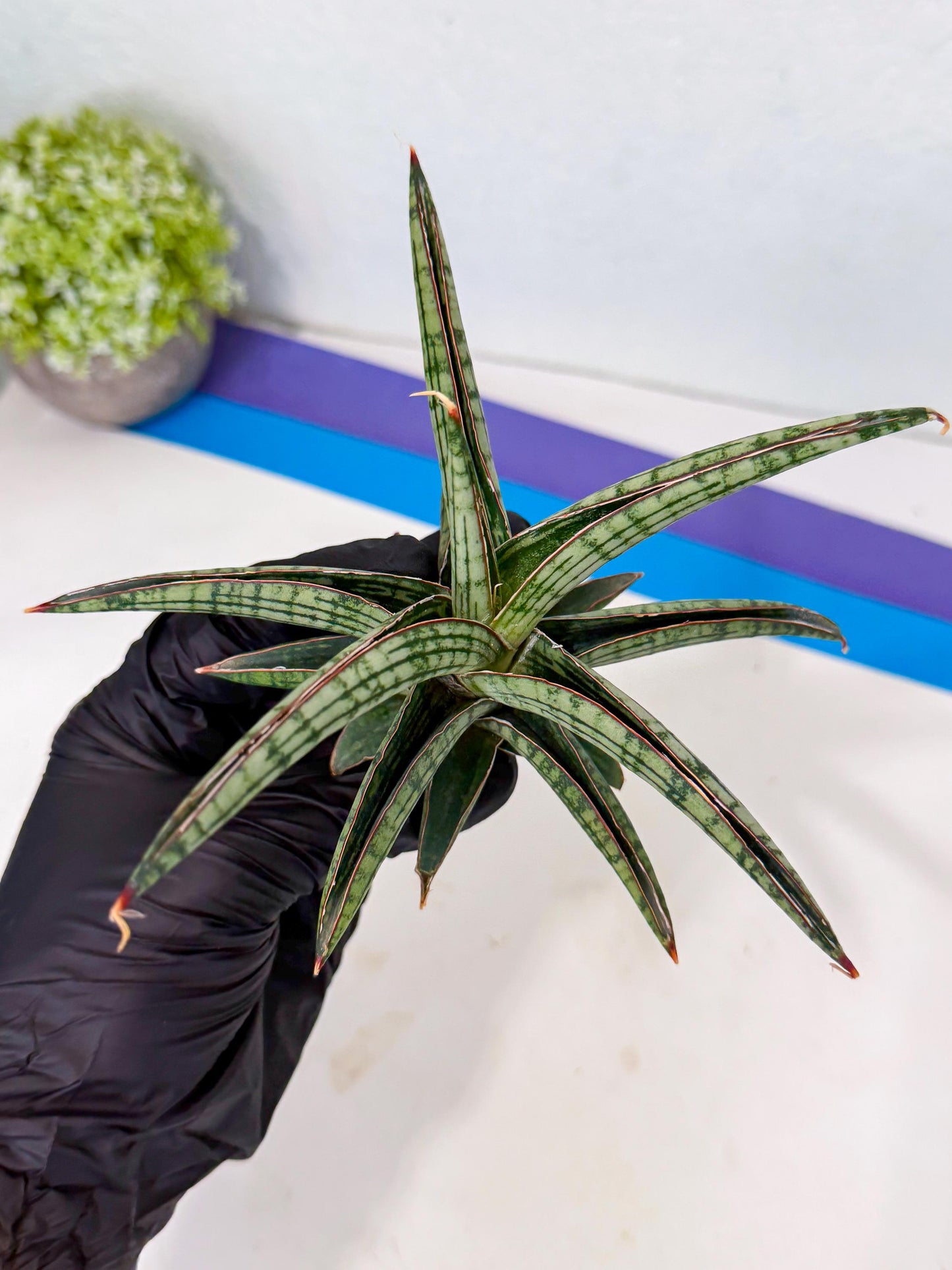 Sansevieria Heise Yusan (yg) (p) | Rare Import