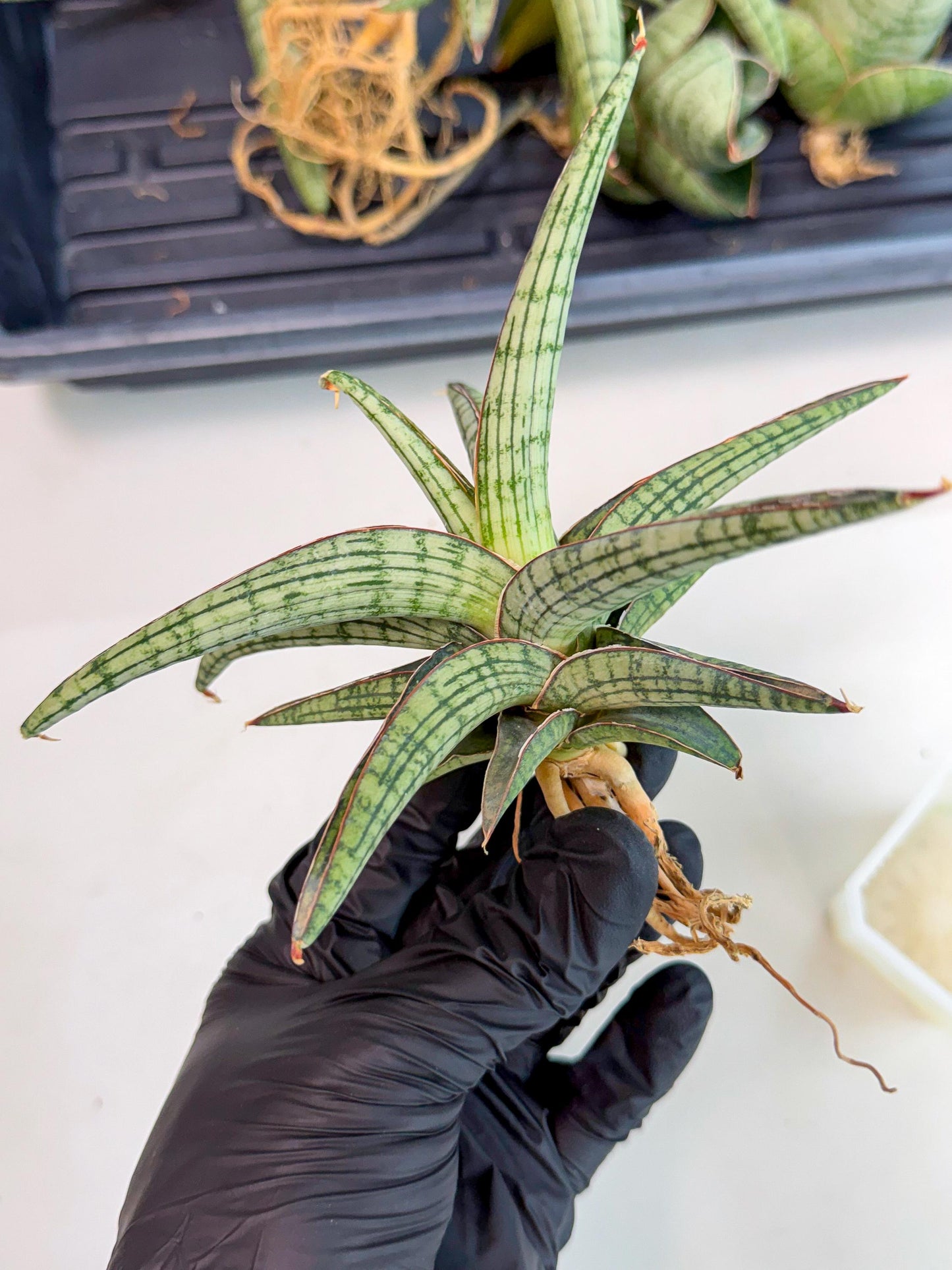 Sansevieria Heise Yusan (yg) (y) | Rare Import