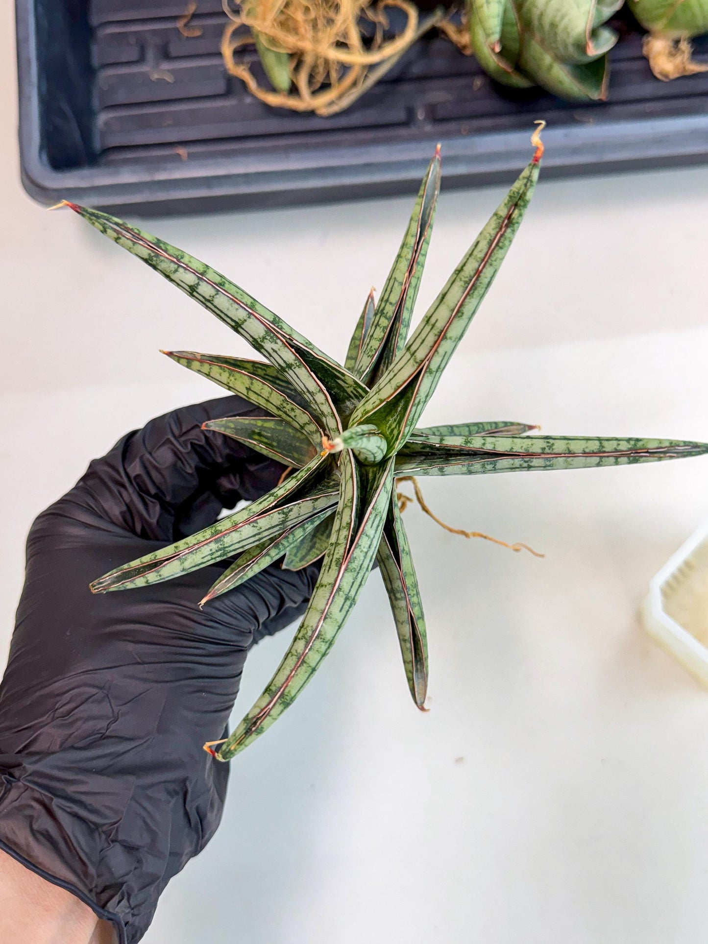 Sansevieria Heise Yusan (yg) (y) | Rare Import