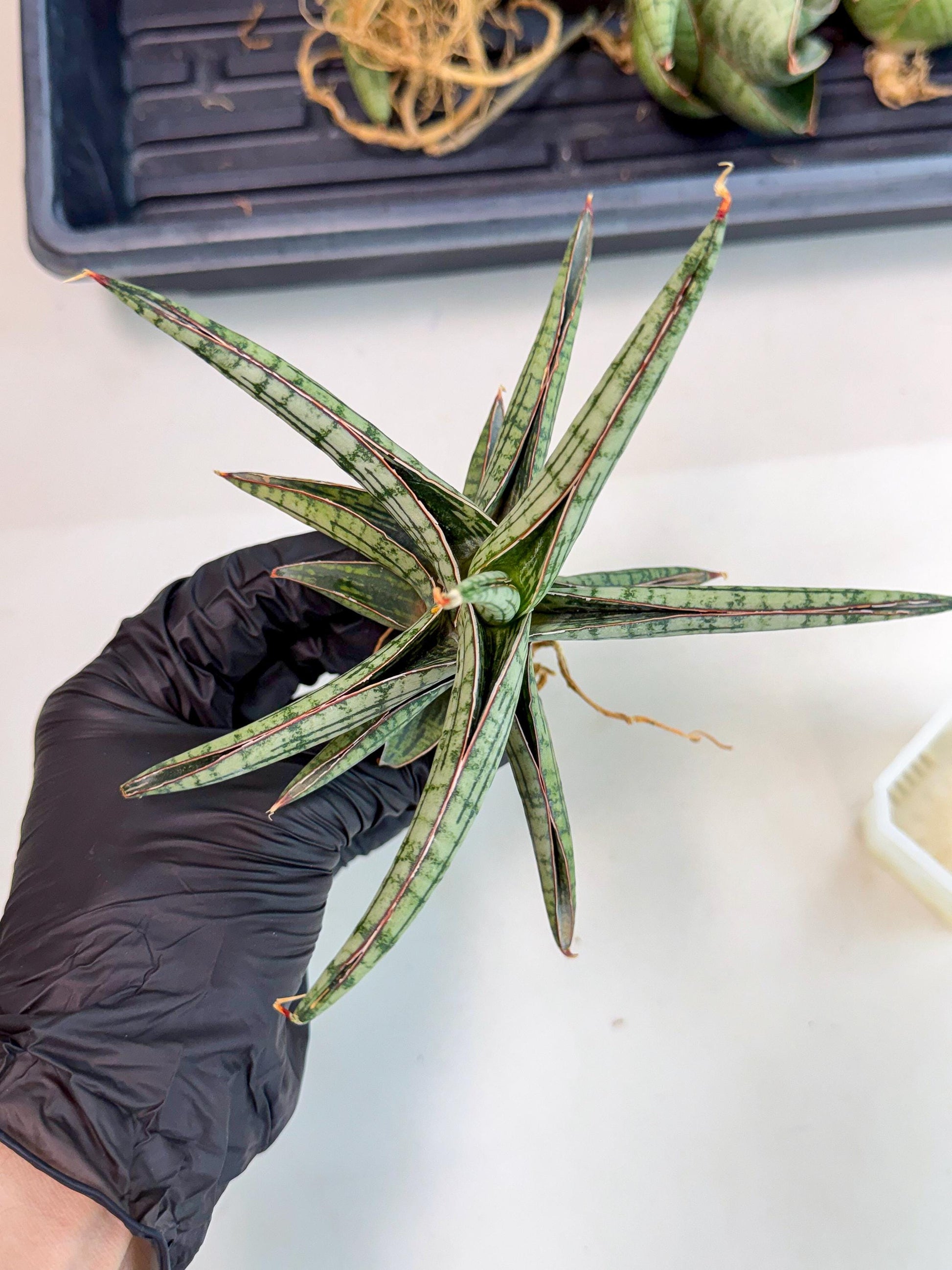Sansevieria Heise Yusan (yg) (y) | Rare Import