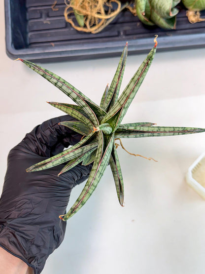 Sansevieria Heise Yusan (yg) (y) | Rare Import