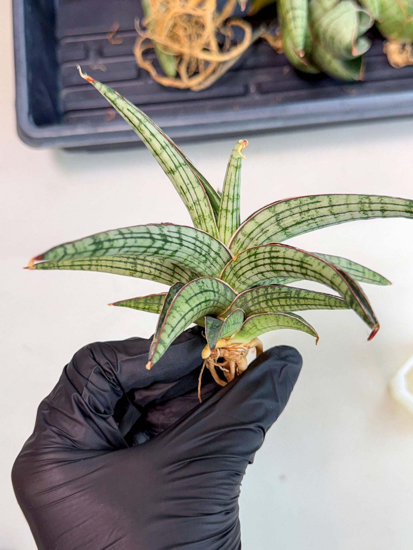 Sansevieria Heise Yusan (yg) (y) | Rare Import