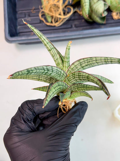 Sansevieria Heise Yusan (yg) (y) | Rare Import