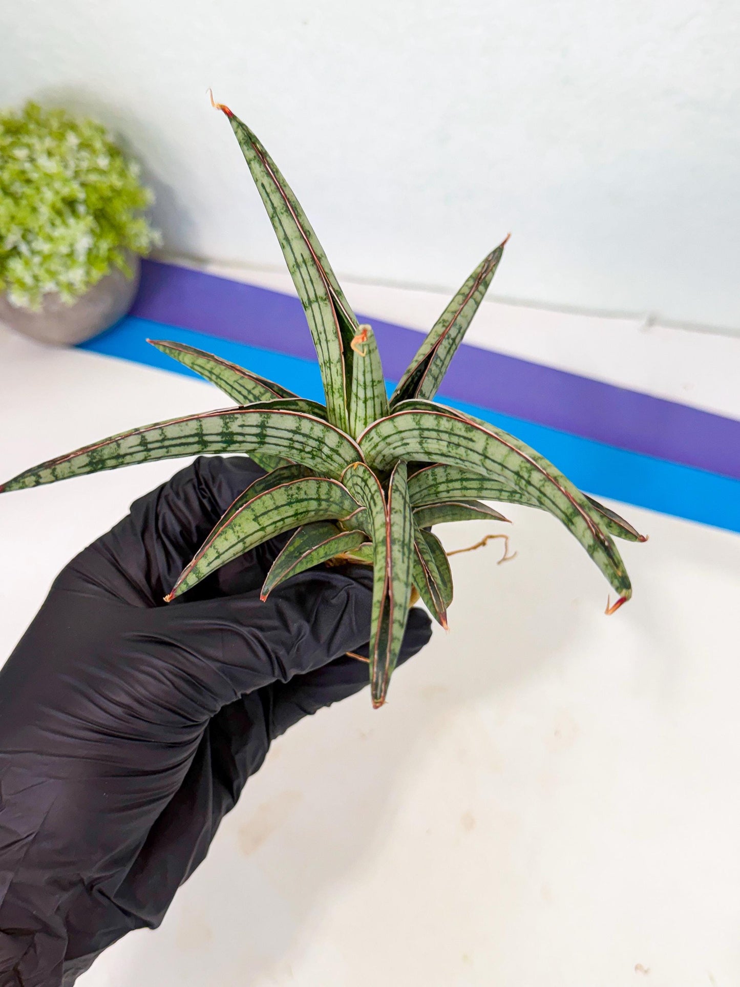Sansevieria Heise Yusan (yg) (y) | Rare Import