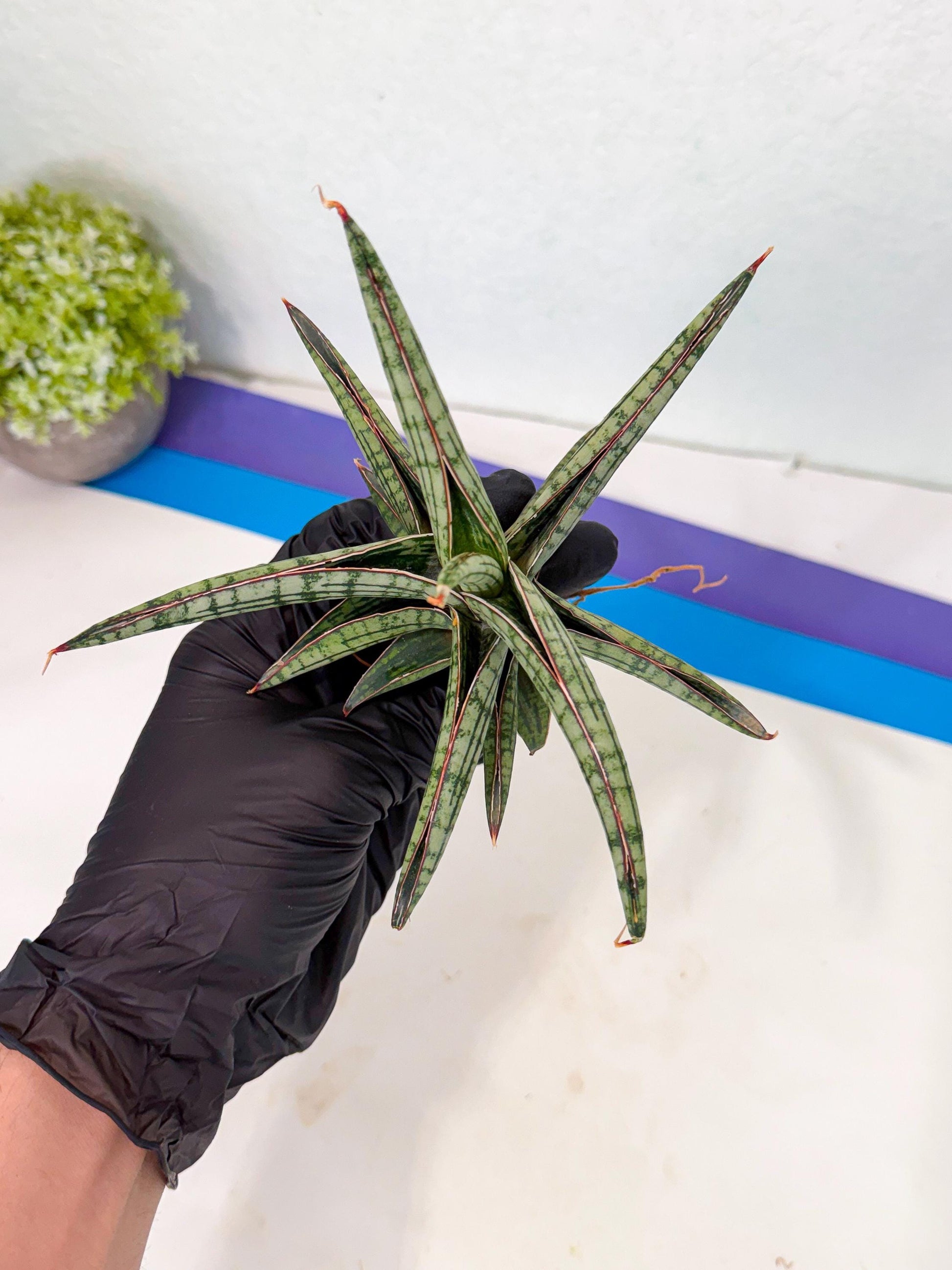 Sansevieria Heise Yusan (yg) (y) | Rare Import