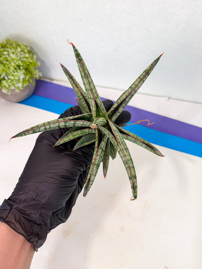 Sansevieria Heise Yusan (yg) (y) | Rare Import