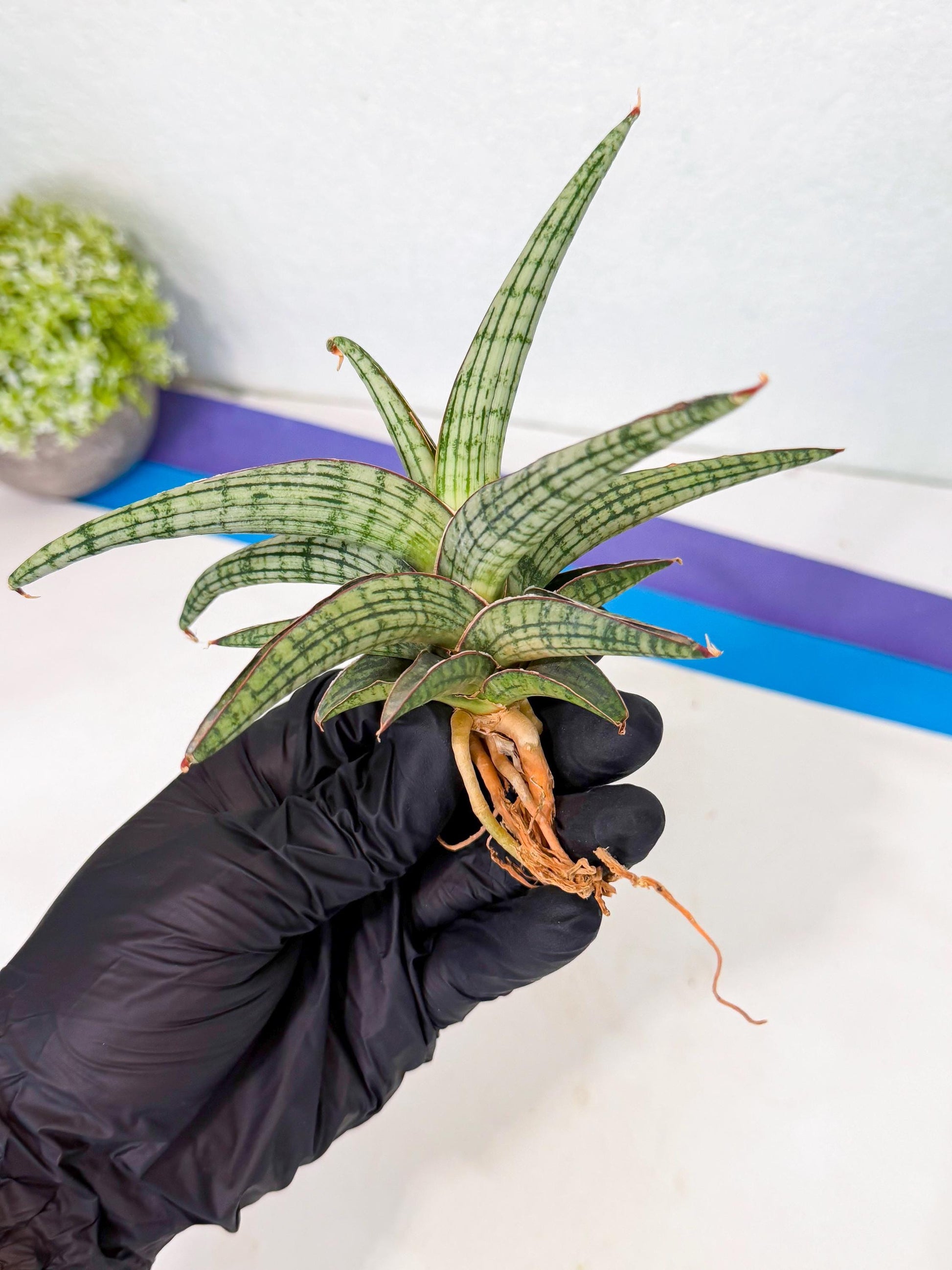 Sansevieria Heise Yusan (yg) (y) | Rare Import