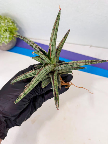Sansevieria Heise Yusan (yg) (y) | Rare Import
