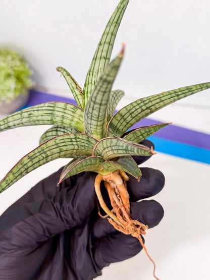 Sansevieria Heise Yusan (yg) (y) | Rare Import