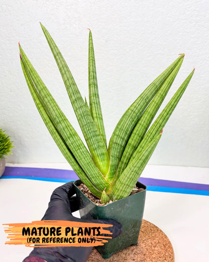 Sansevieria Akhdar (yg) (2) | Rare Hybrids