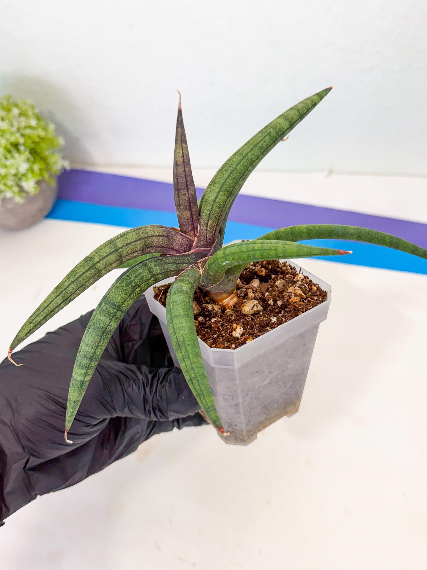 Sansevieria Terung Muda (p) | Rare Import