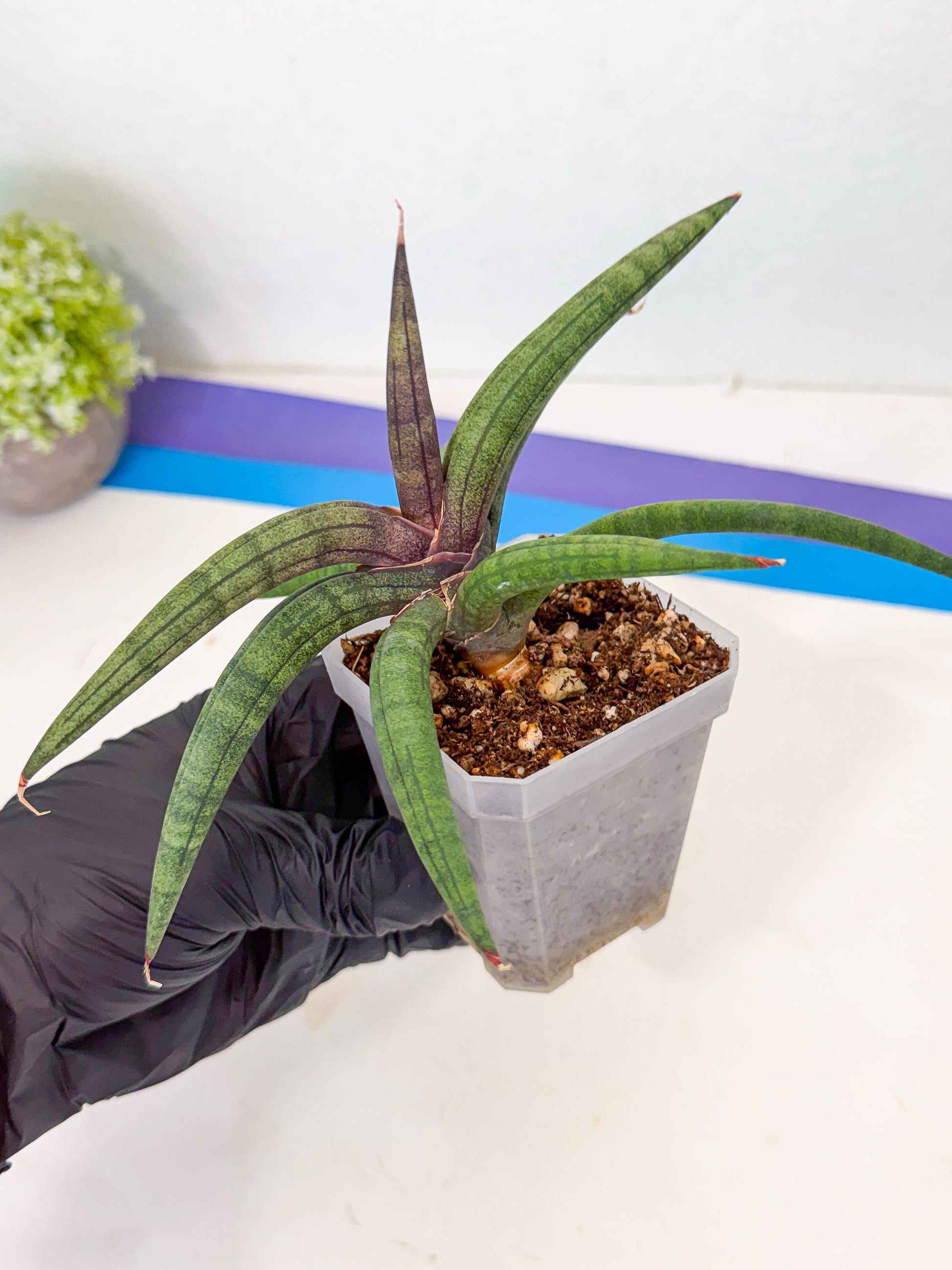 Sansevieria Terung Muda (p) | Rare Import