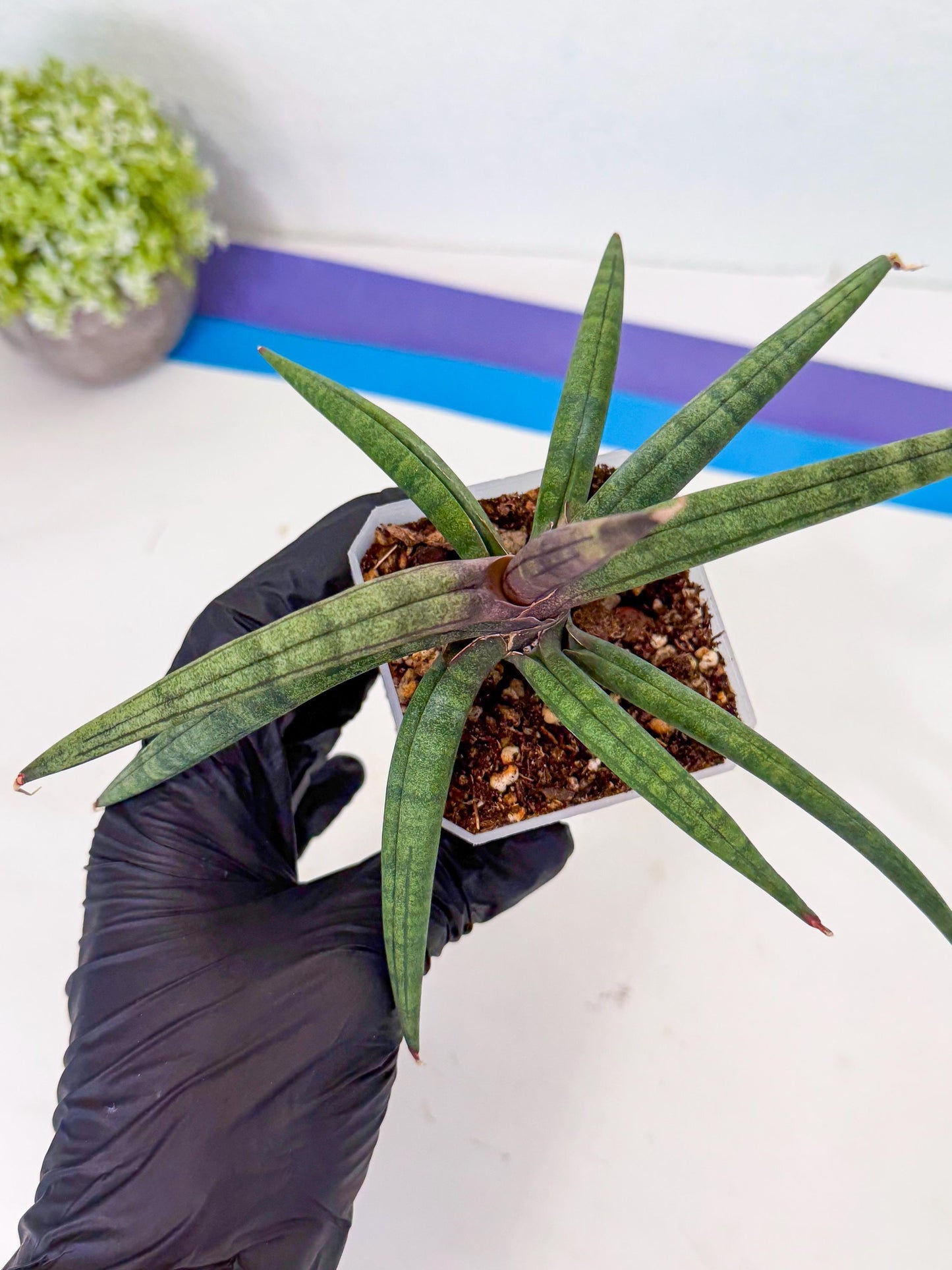 Sansevieria Terung Muda (p) | Rare Import