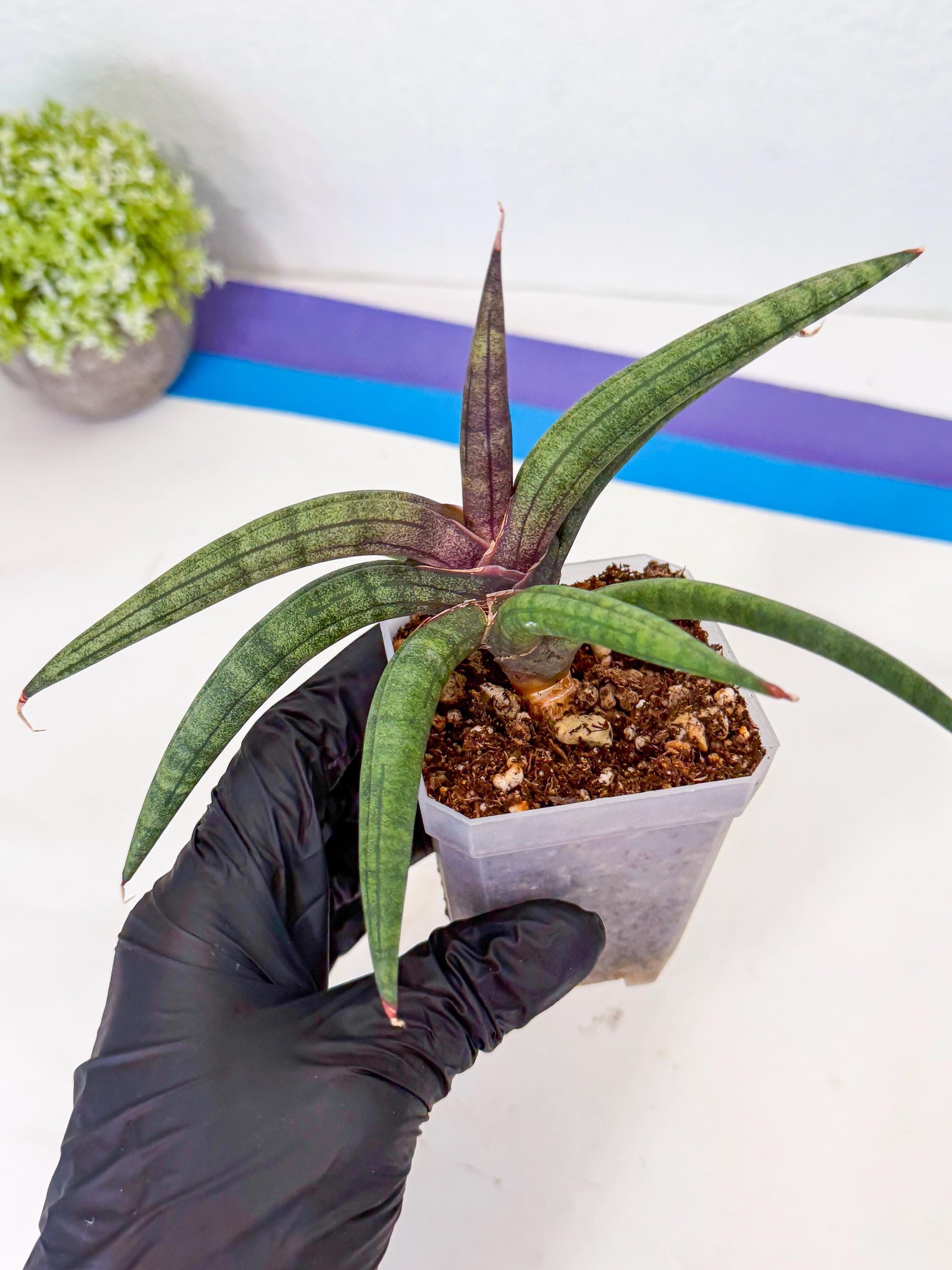 Sansevieria Terung Muda (p) | Rare Import