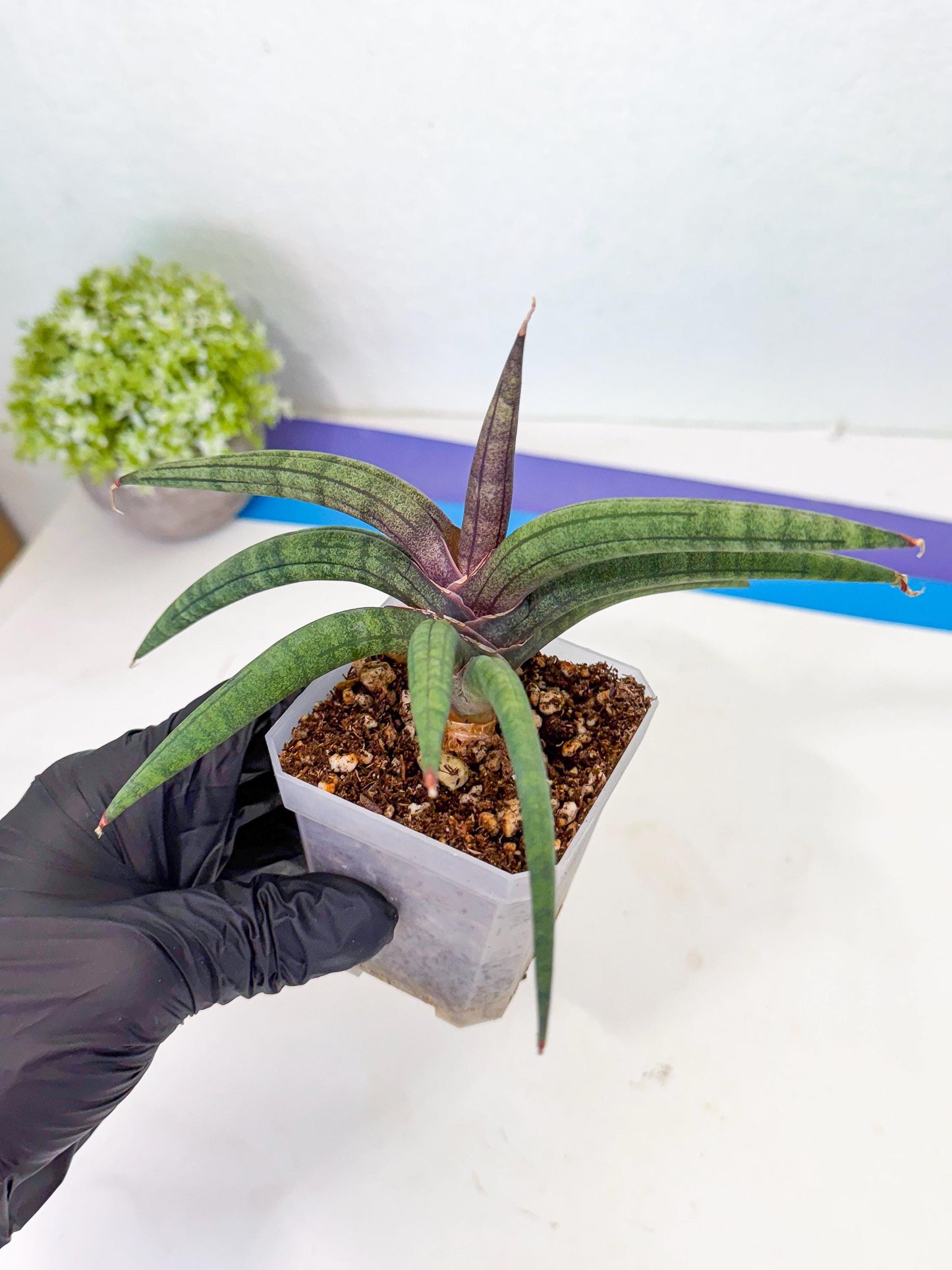 Sansevieria Terung Muda (p) | Rare Import