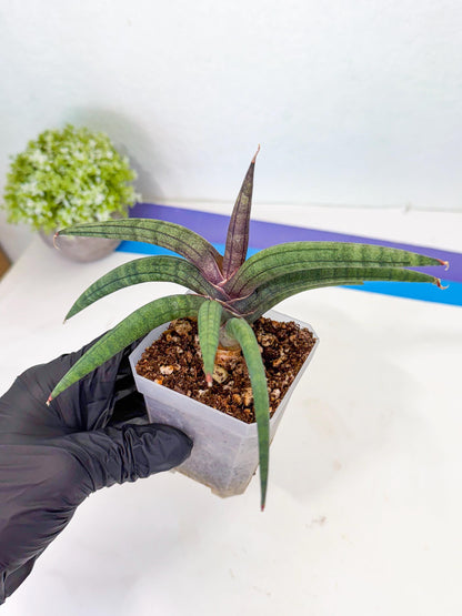 Sansevieria Terung Muda (p) | Rare Import